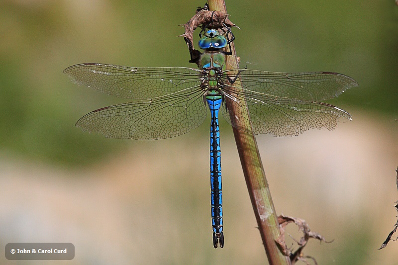 IMG_5748 Anax imperator.JPG